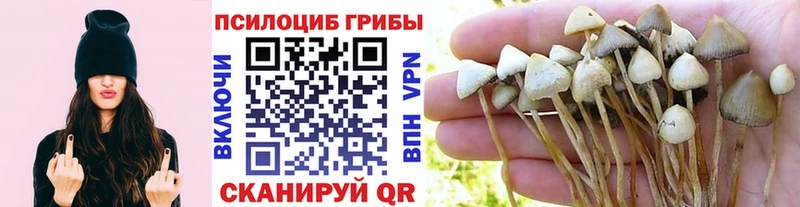 блэк спрут онион  Микунь  Псилоцибиновые грибы мицелий  где можно купить наркотик 